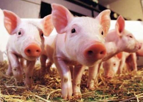 全球头条：中国料于2016年首次成为全球最大猪肉