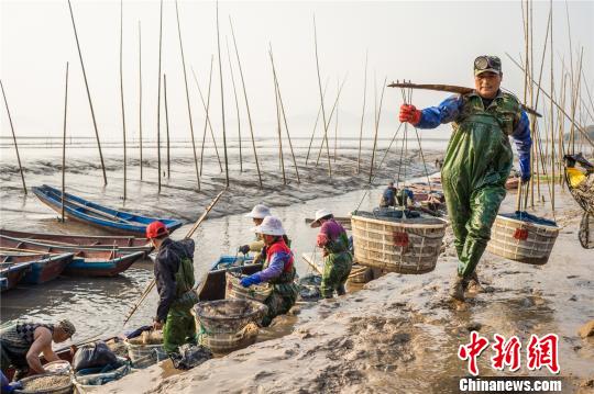 图为：渔民将收获的小海鲜挑上岸 郑高海 摄
