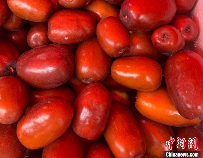 红枣，是大自然赐予柳林最珍贵的“礼物”。　刘小红 摄