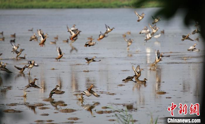 众多鸟类在广州南沙湿地栖息(资料图)。广东省林业局 供图