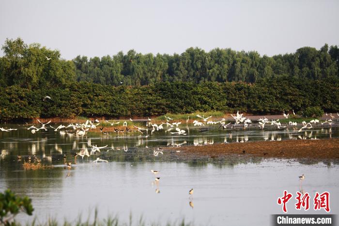 广州南沙湿地鹭鸟成群出没(资料图)。广东省林业局 供图